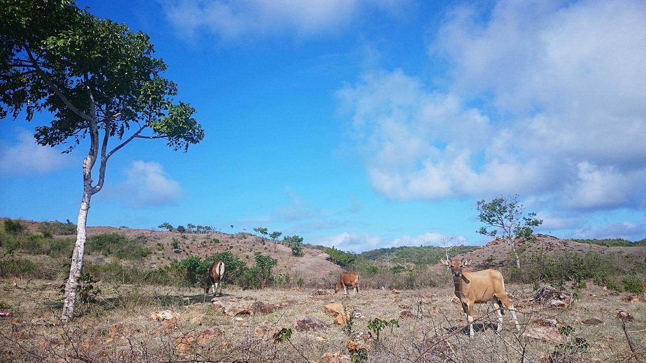 The Endless Summer Lombok Bumbang Exterior photo